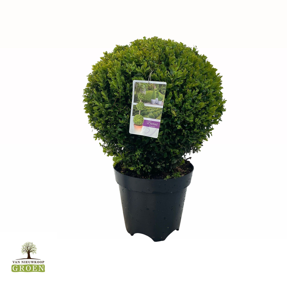 Buxus sempervirens Bol 40cm 10x.