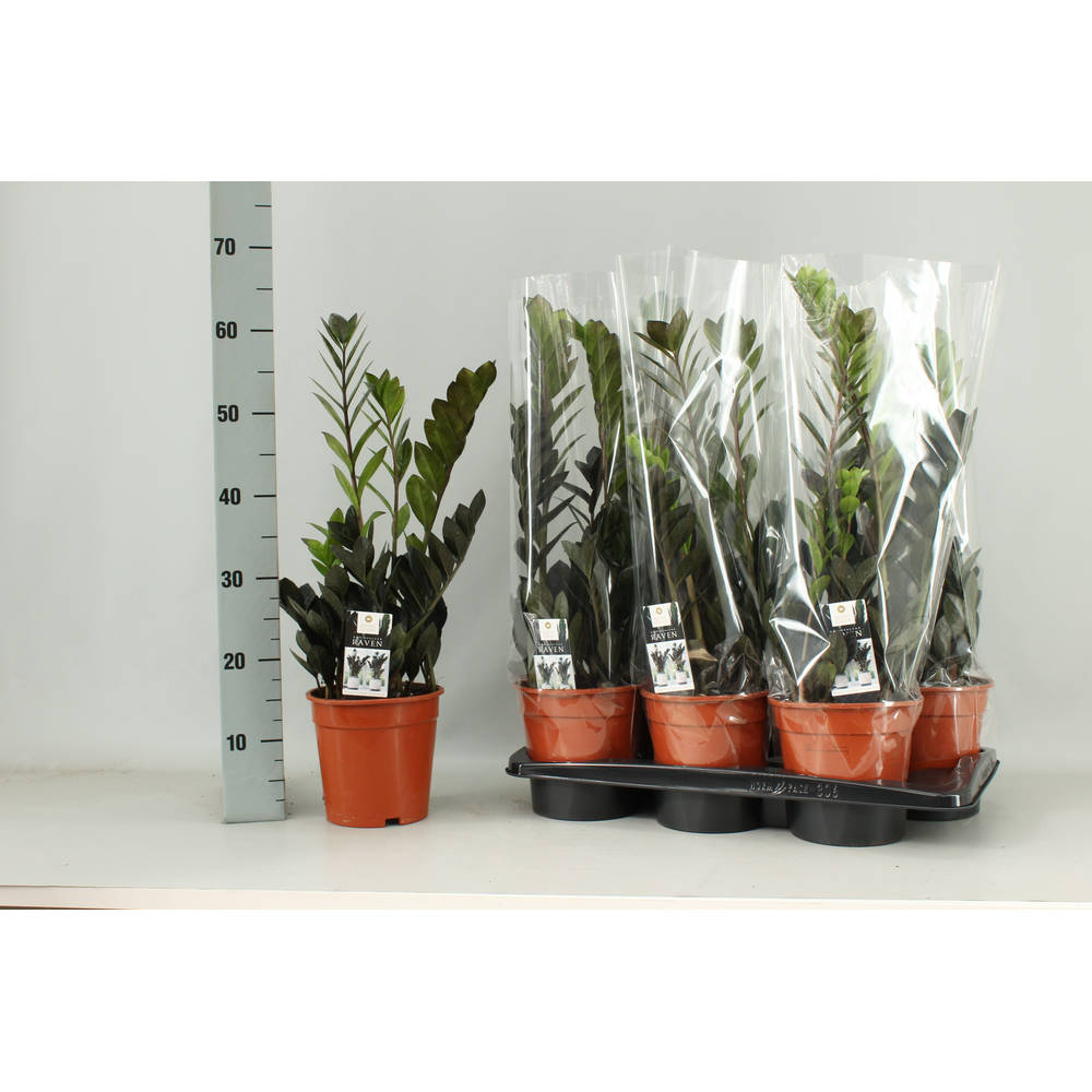 Zamioculcas Raven 17 cm.