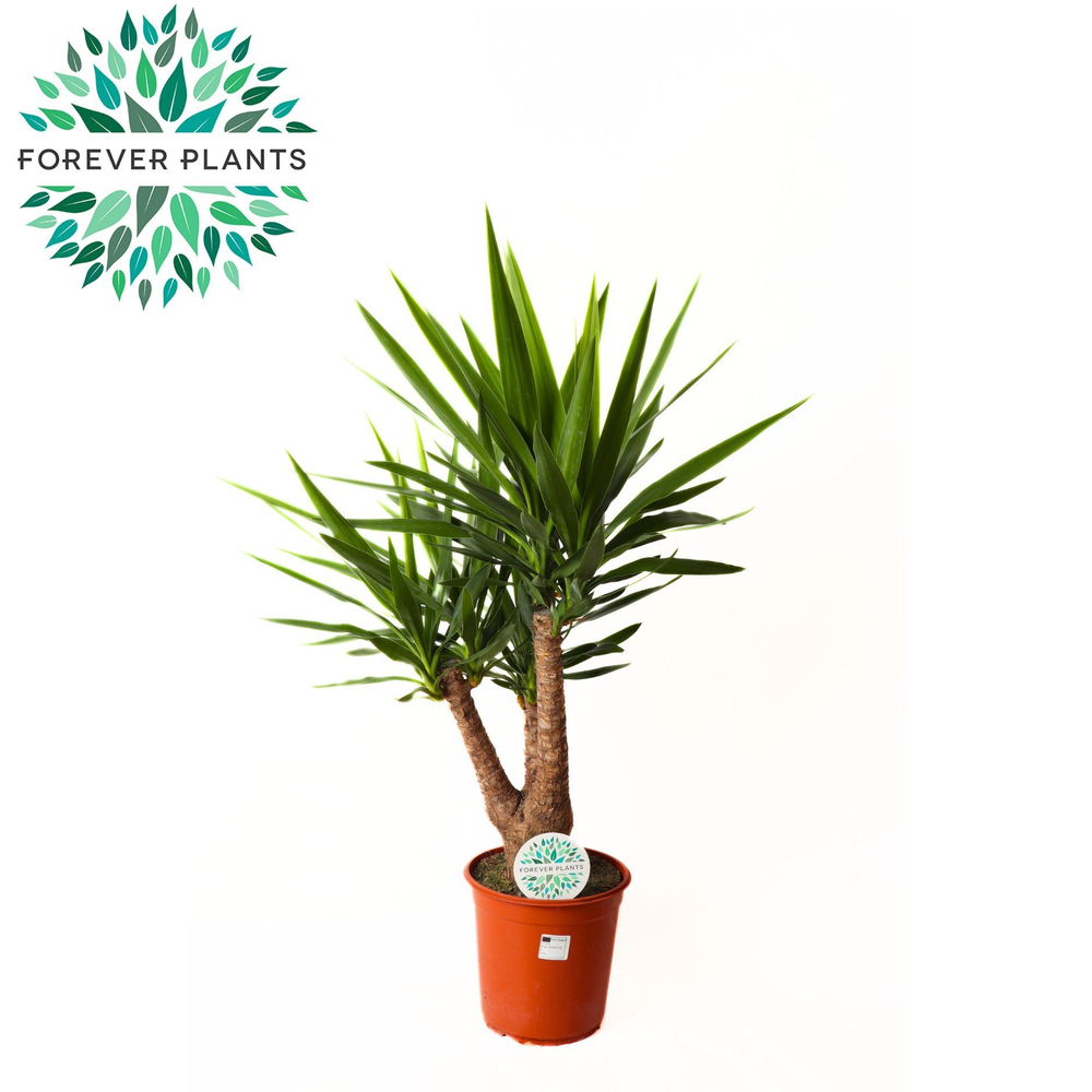 Yucca Vertakt 3/4 armen p24.