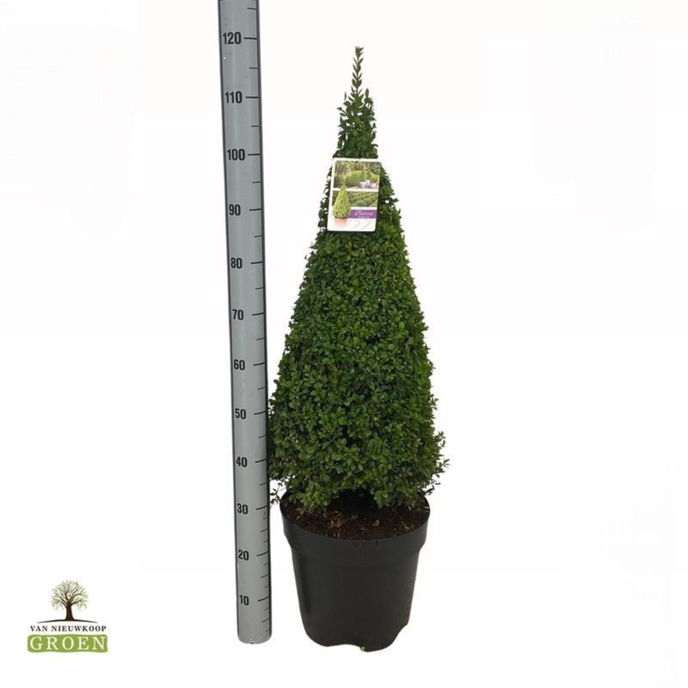 Buxus sempervirens Piramide 100-110.