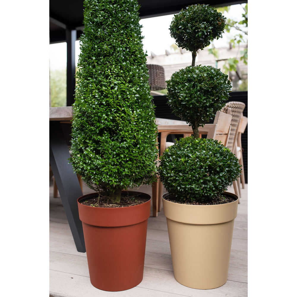 Buxus sempervirens Piramide 100-110.