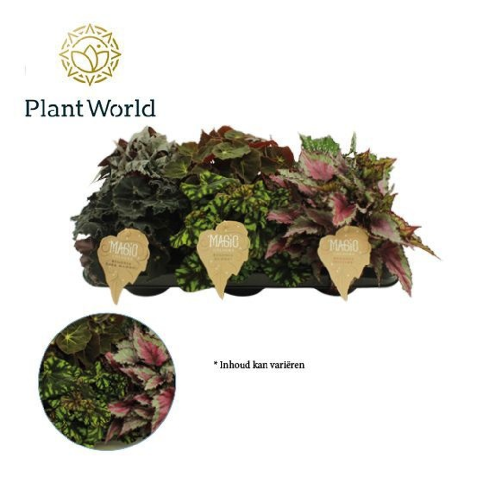 Begonia rex Magic Colours.