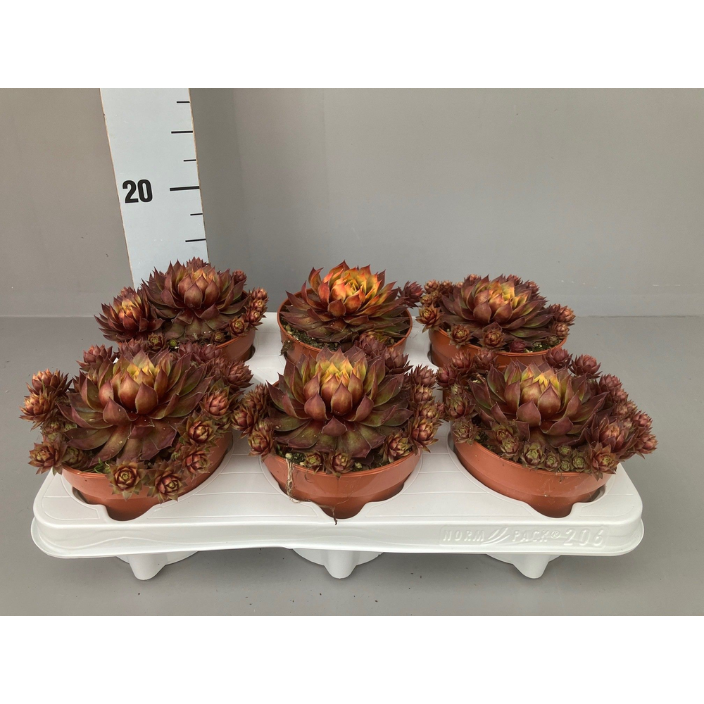 Sempervivum GoldRush.