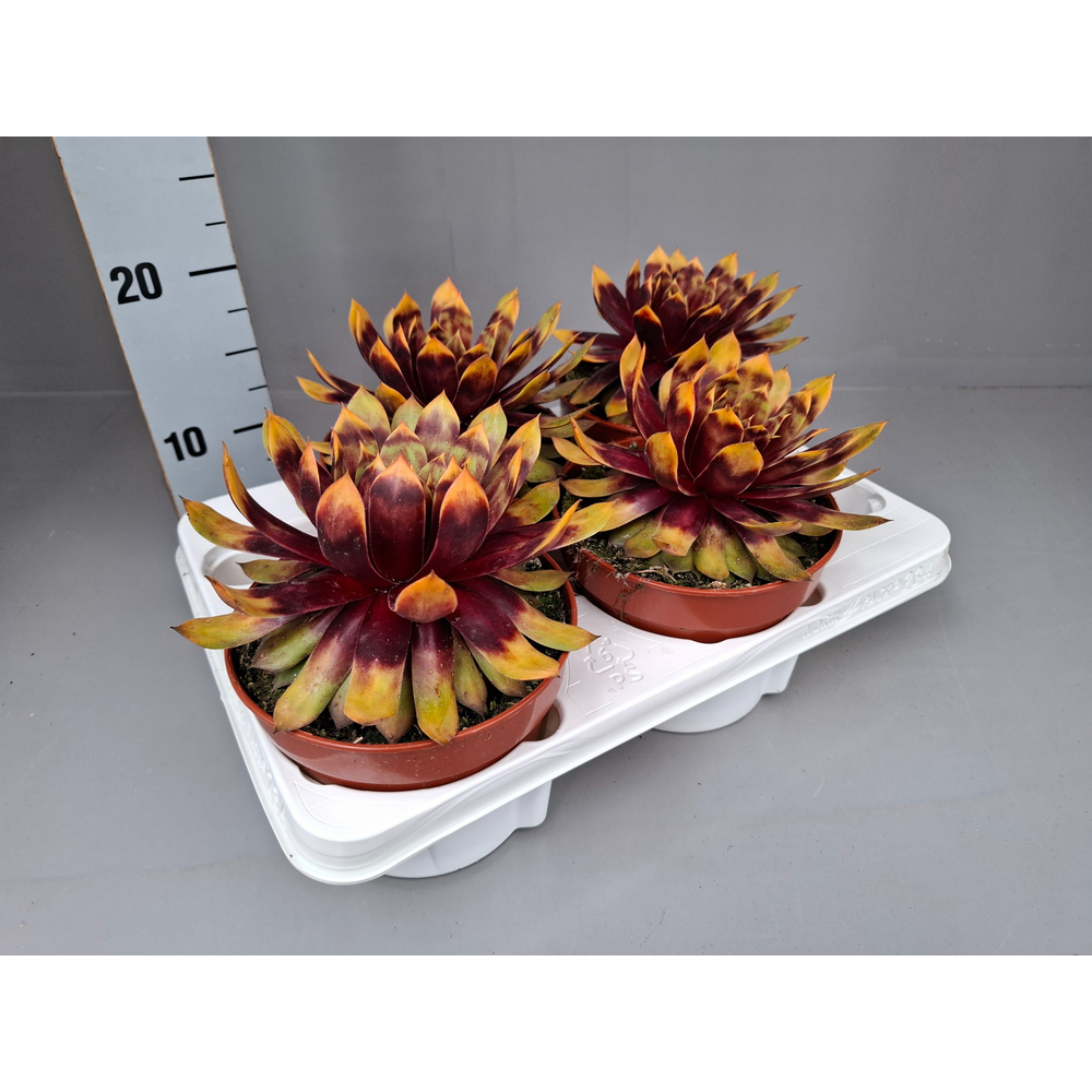 Sempervivum Gold Mine.