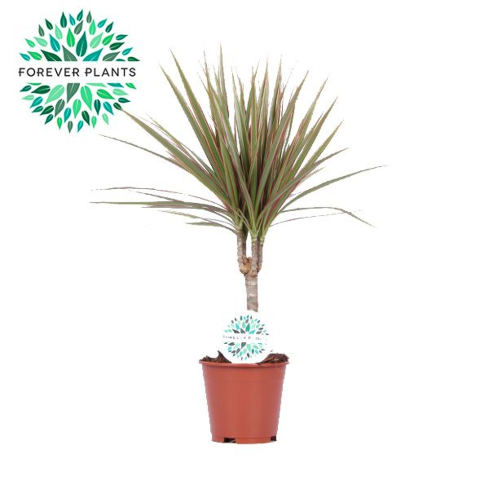 Dracaena Bicolor p14.