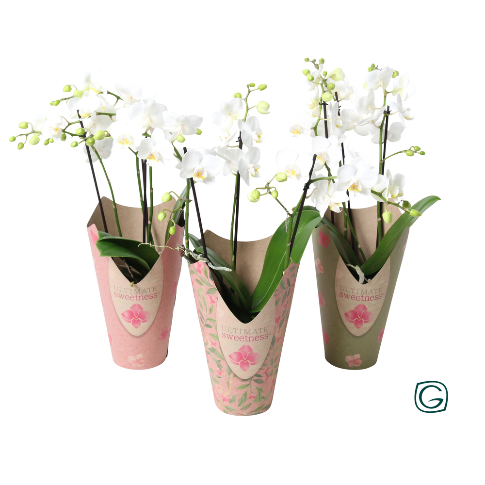 Multiflora 3tk white potcover Ultimate Sweetness.