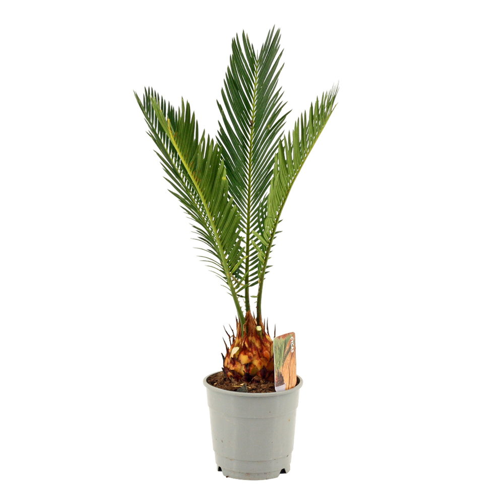 Cycas revoluta 12 cm, 3+ veren (Slag A1).