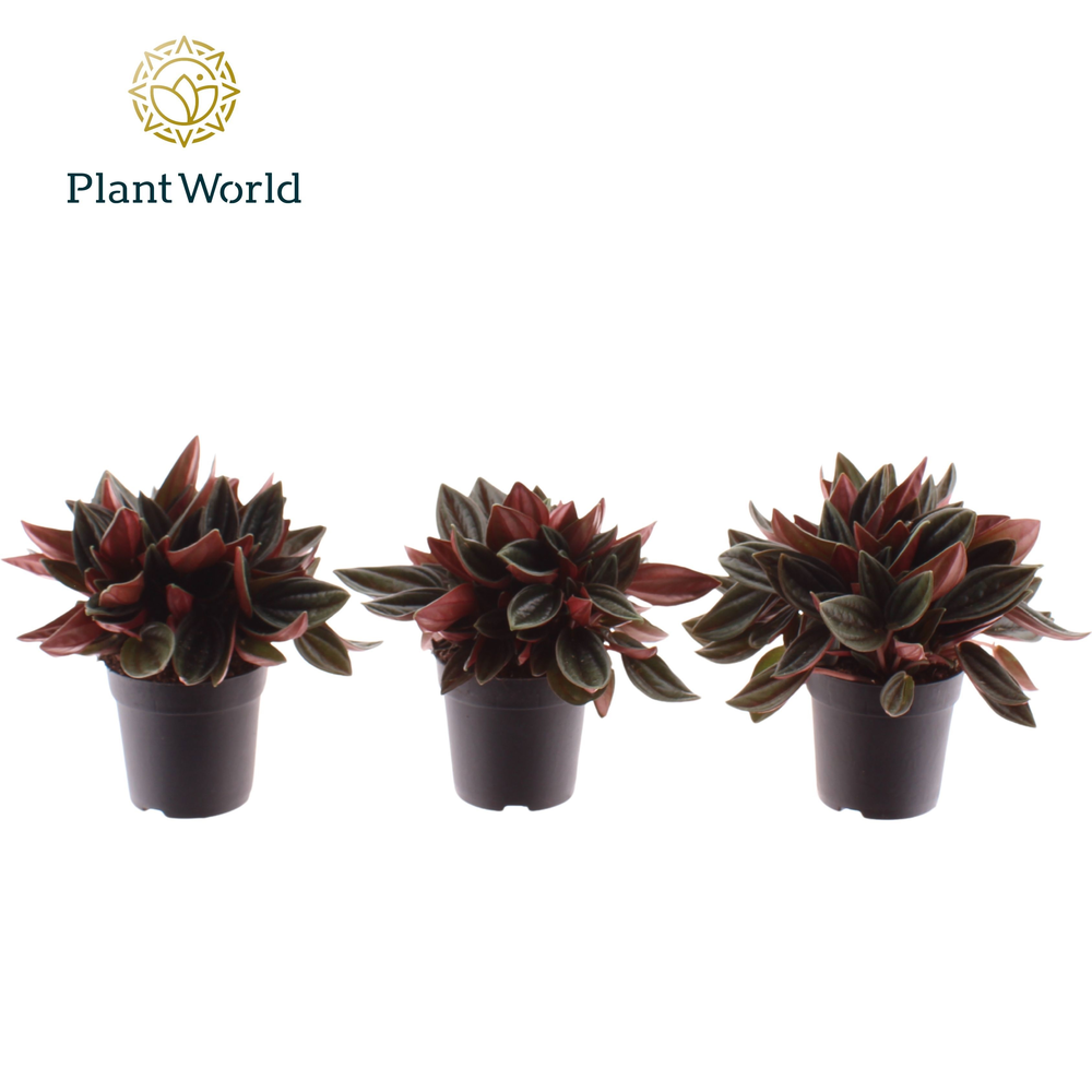 Peperomia Rosso 7 cm.