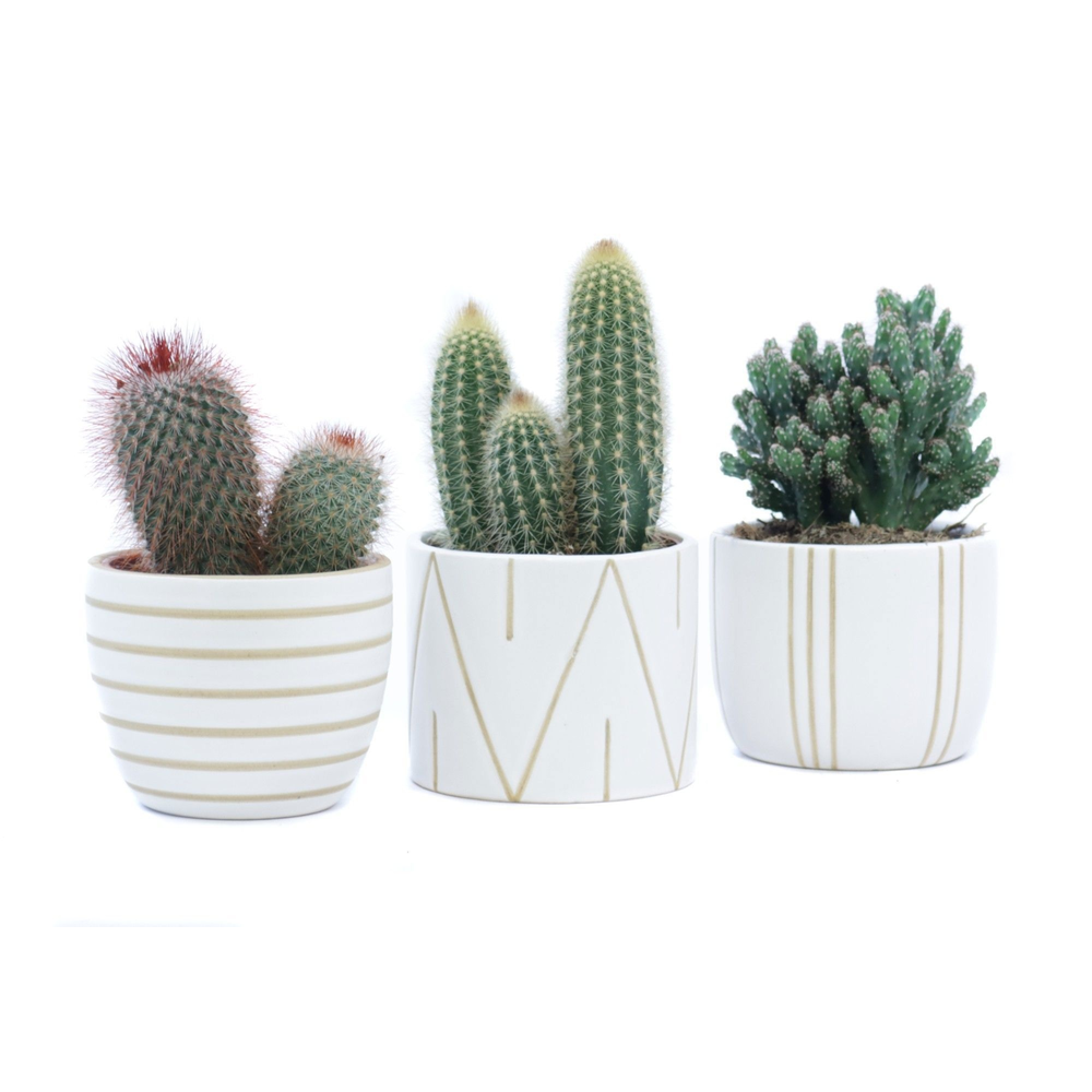 Cactus 10,5 cm in eksjo sierpot.