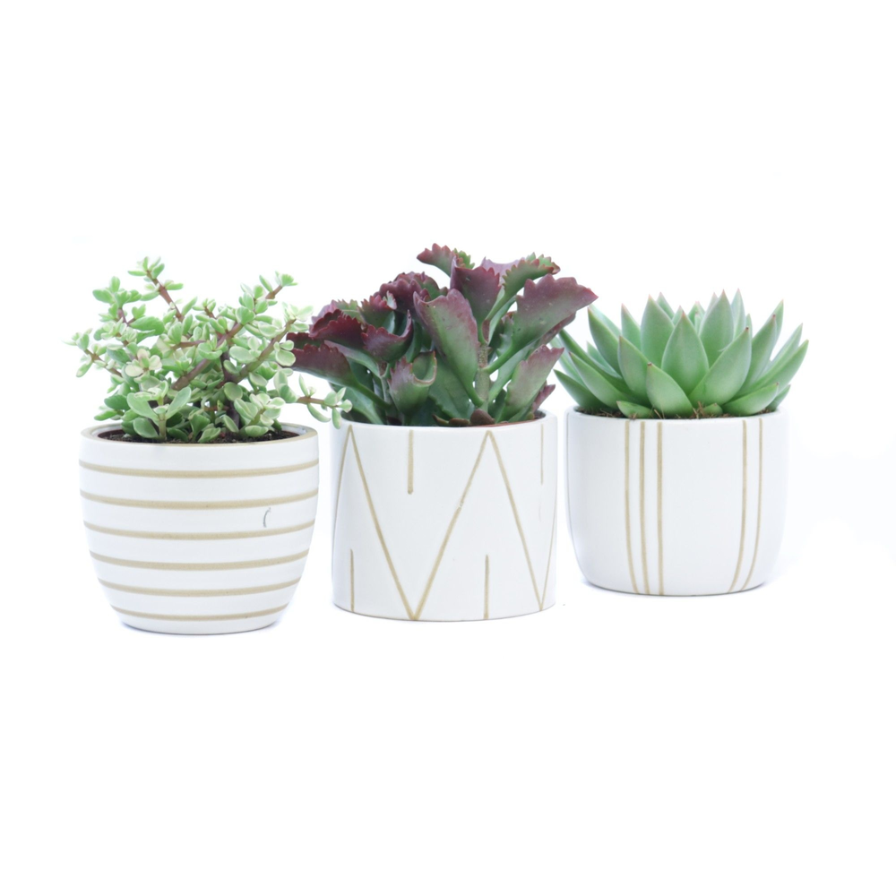 Succulent mix 10,5 cm in eksjo sierpot.