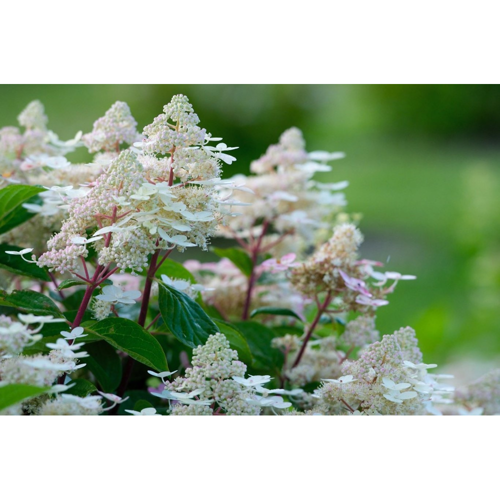 Hydrangea pan. Early Harry.