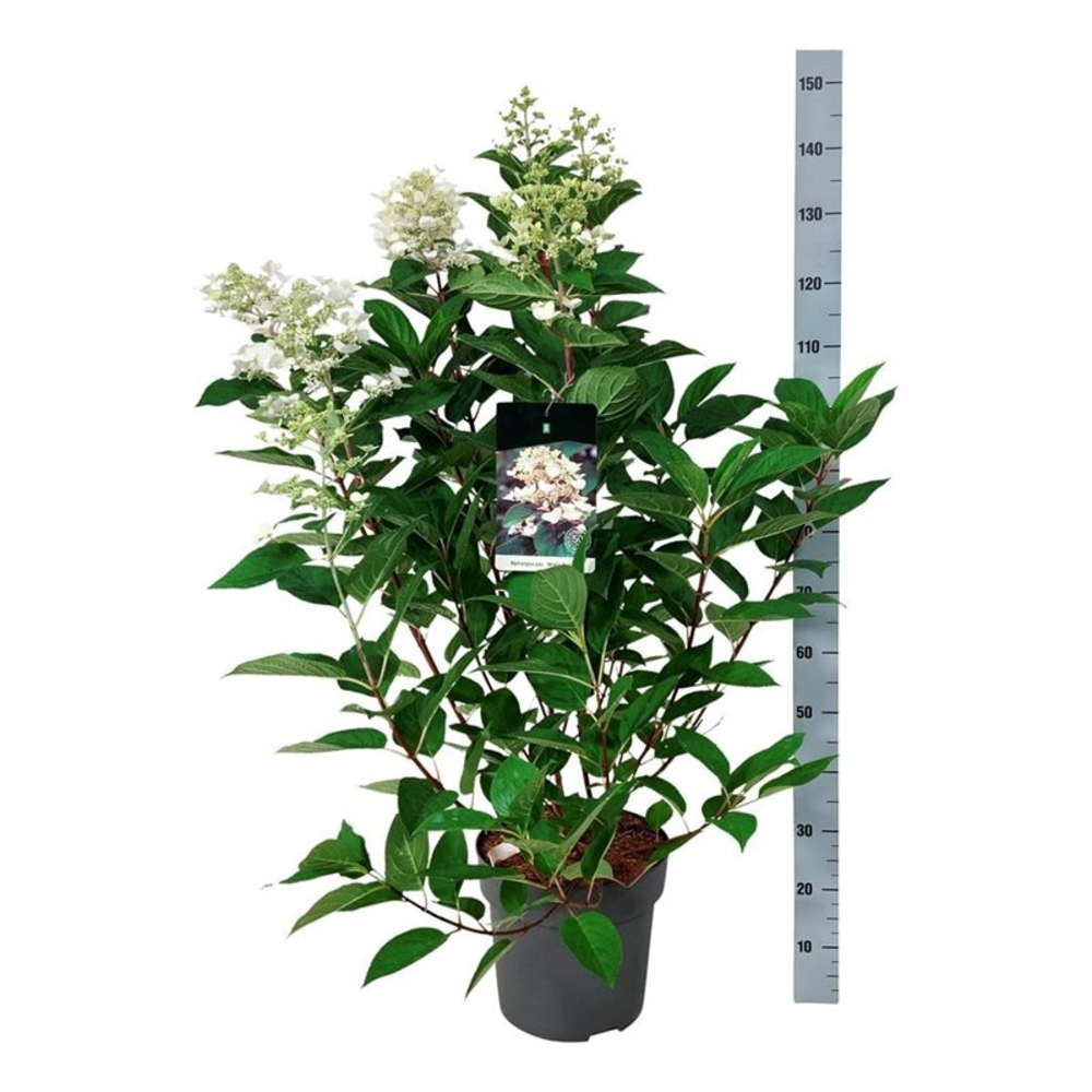 Hydrangea pan. 'Wim's Red'.