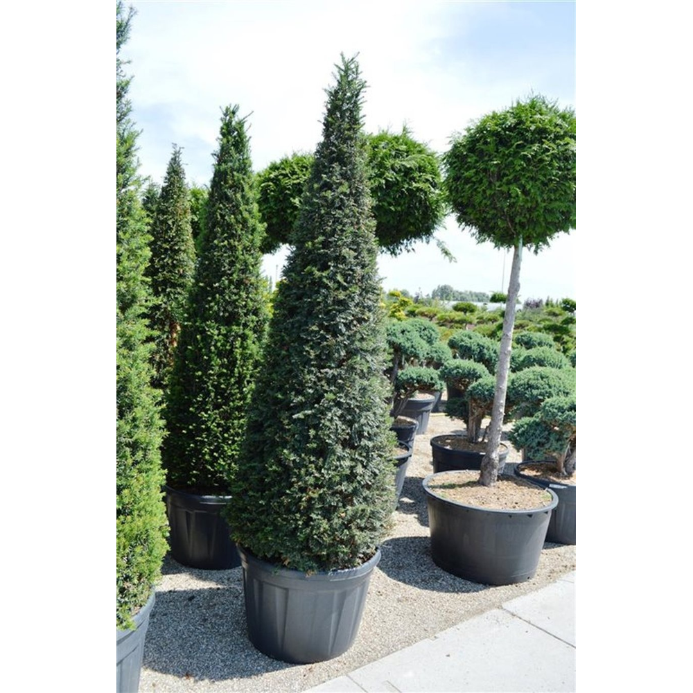 Taxus baccata.