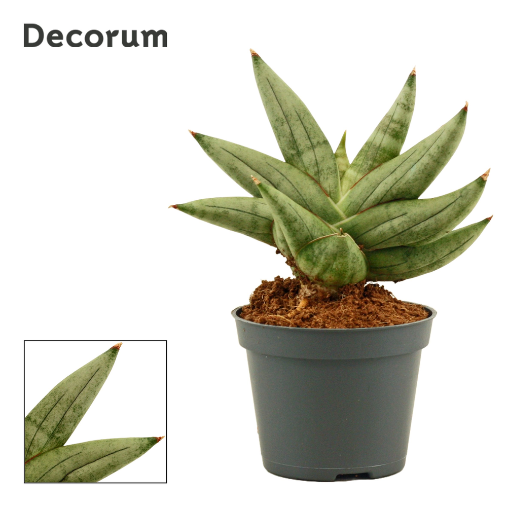 Sansevieria Artistic fan 6 cm (Decorum).