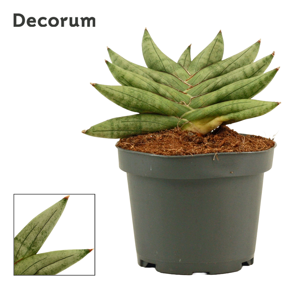 Sansevieria Artistic fan 9 cm (Decorum).