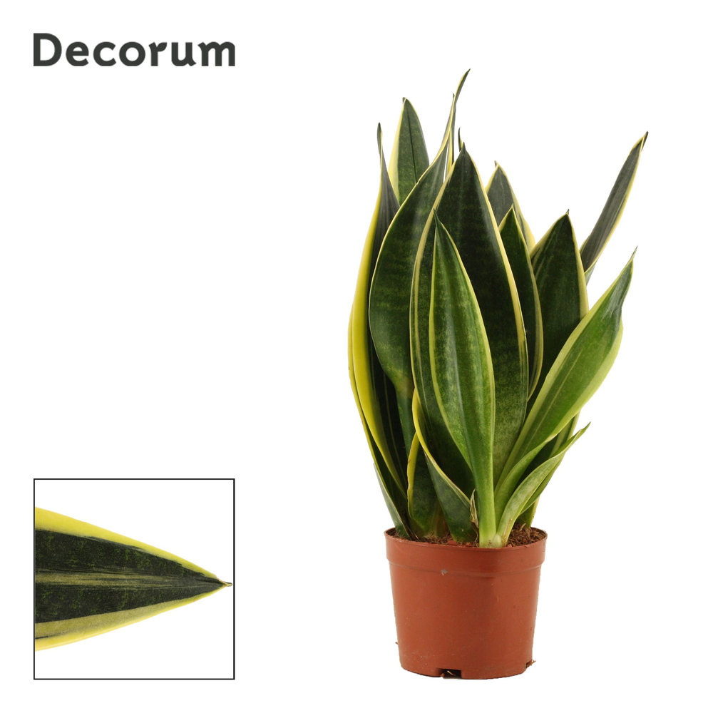 Sansevieria Canary 9 cm (Decorum).