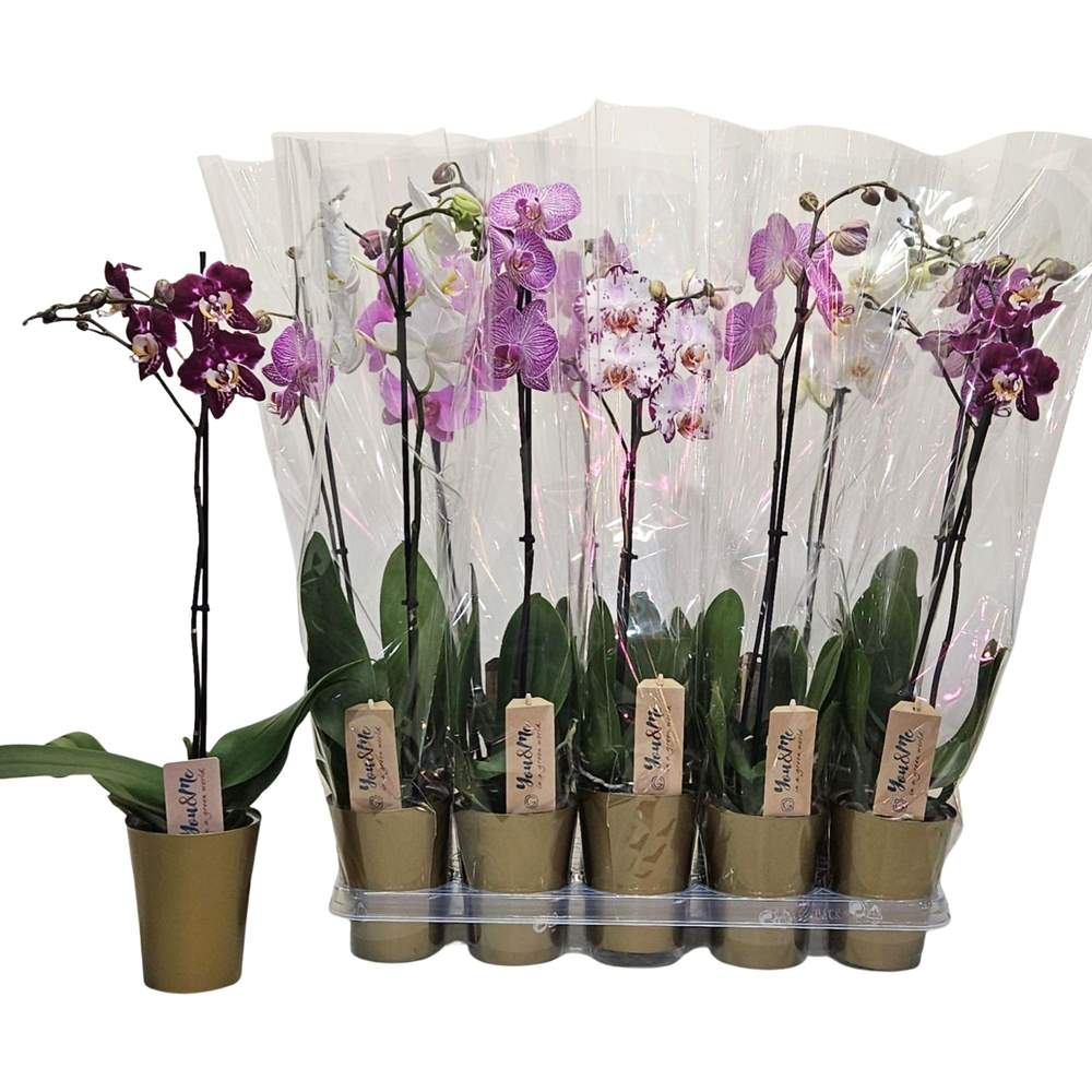 Phal. 1 tk mix in golden coverpot.