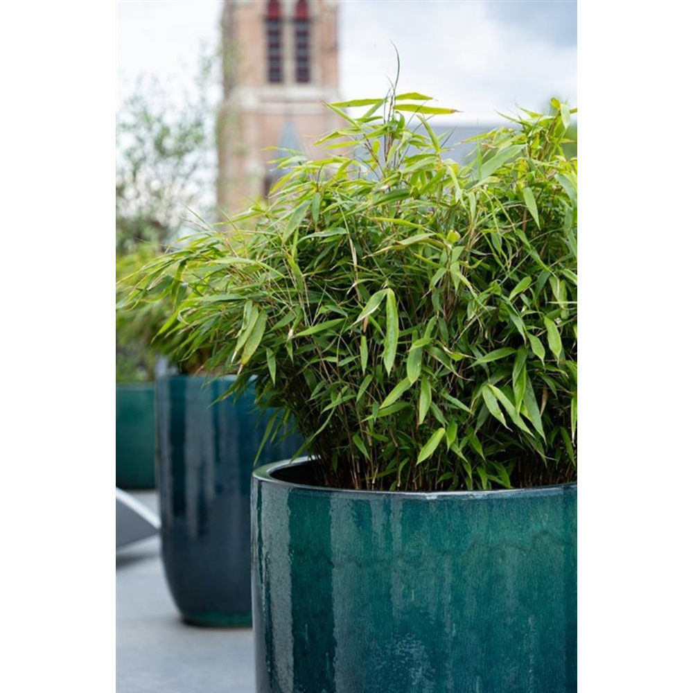 Fargesia robusta 'Wenchuan'.