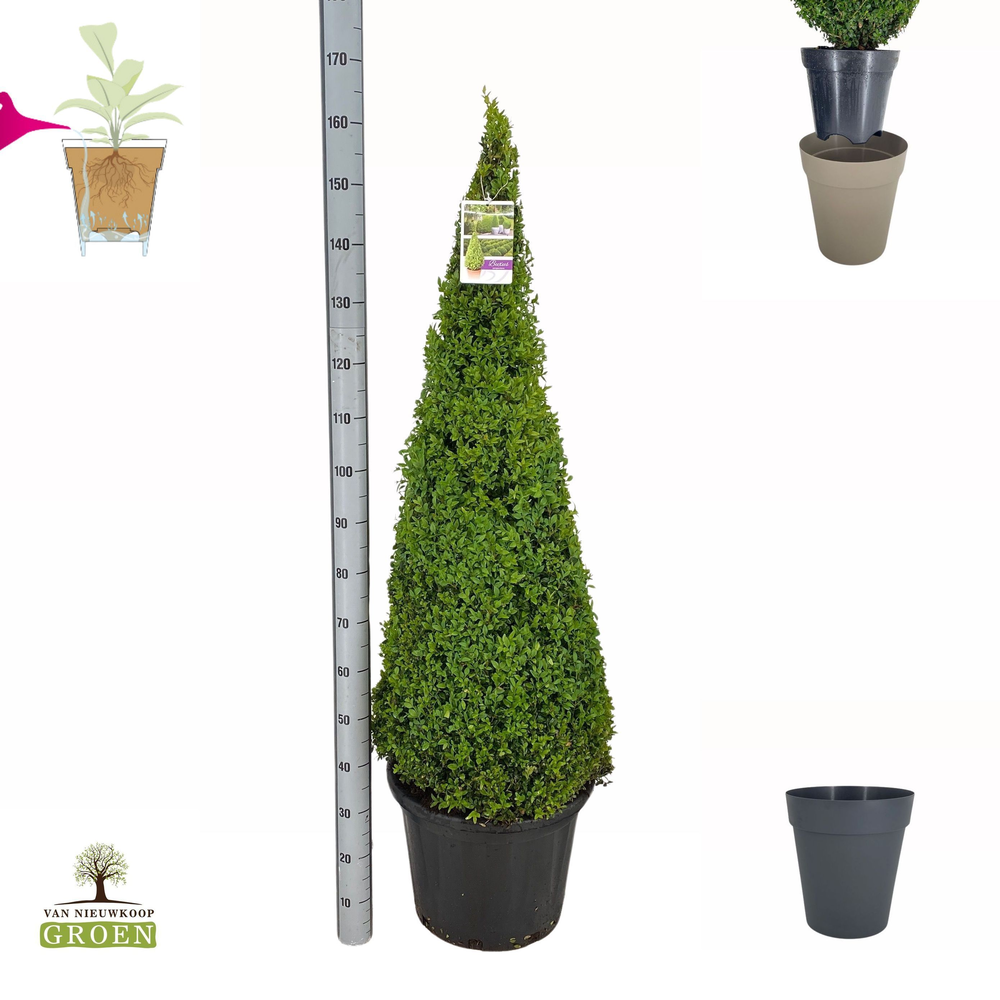 Buxus Sempervirens Piramide 120-140.