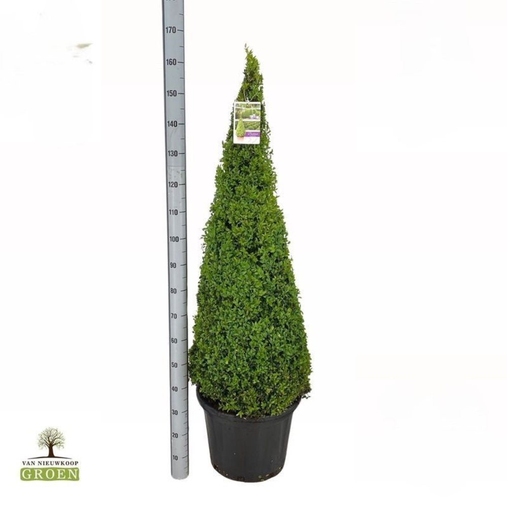 Buxus Sempervirens Piramide 120-140.