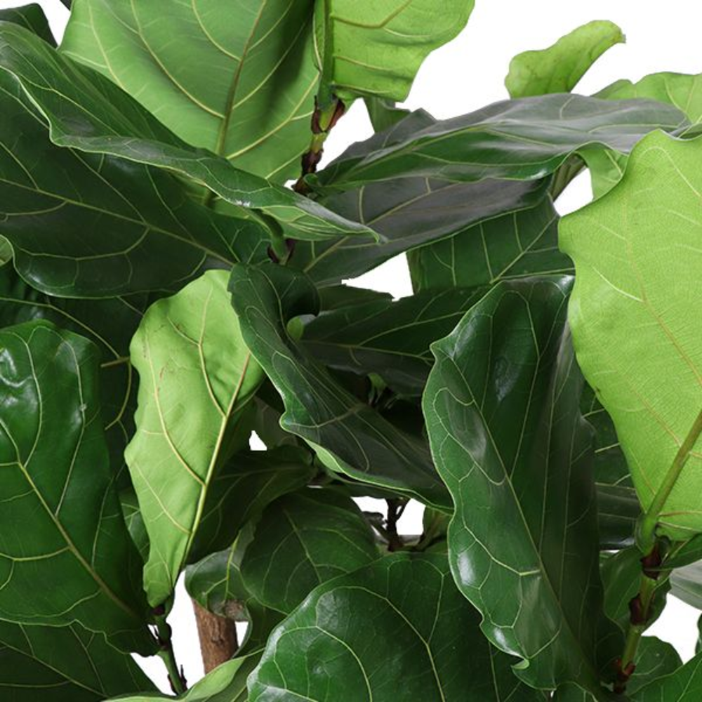 Ficus Lyrata Vertakt p35 (Air so Pure).