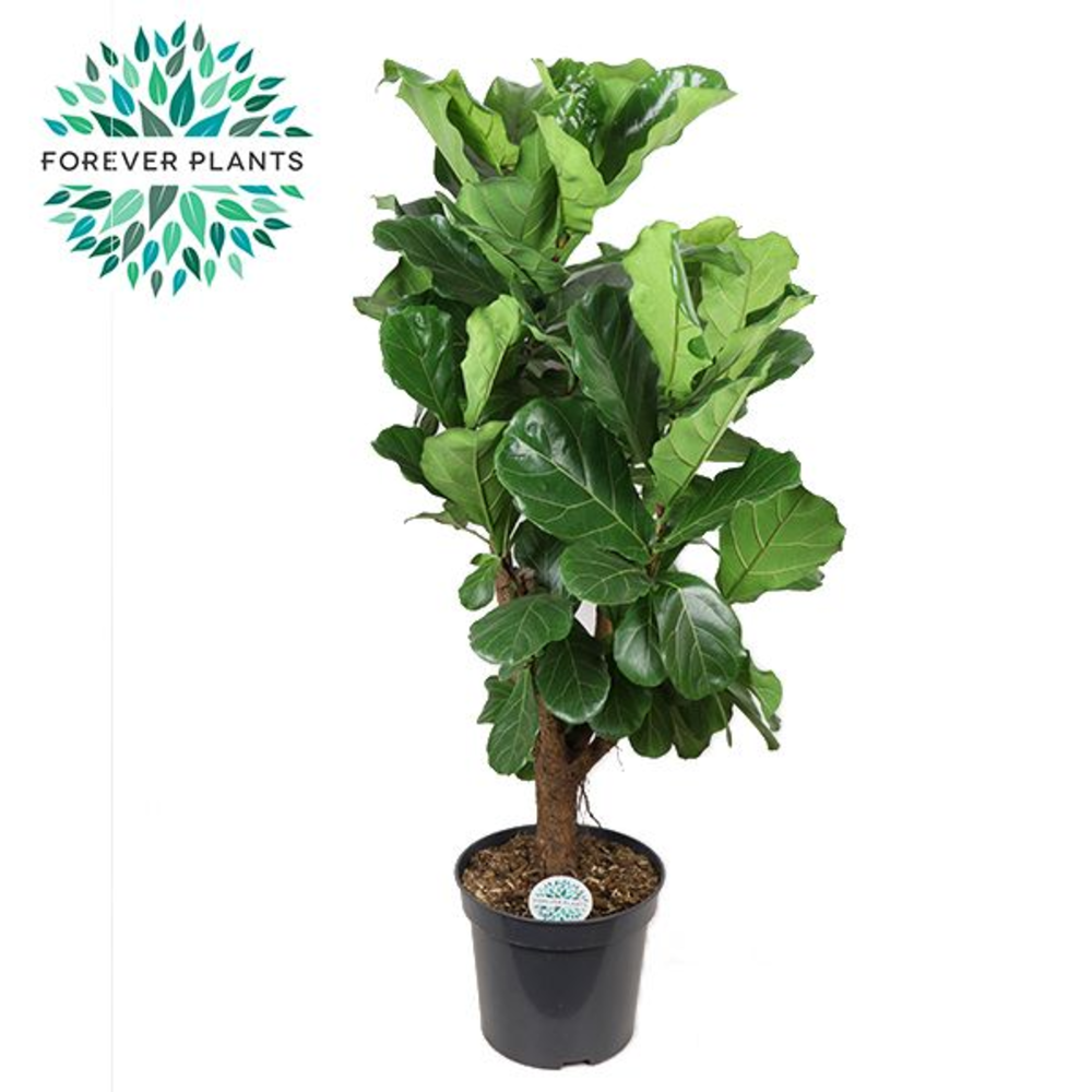 Ficus Lyrata Vertakt p35.