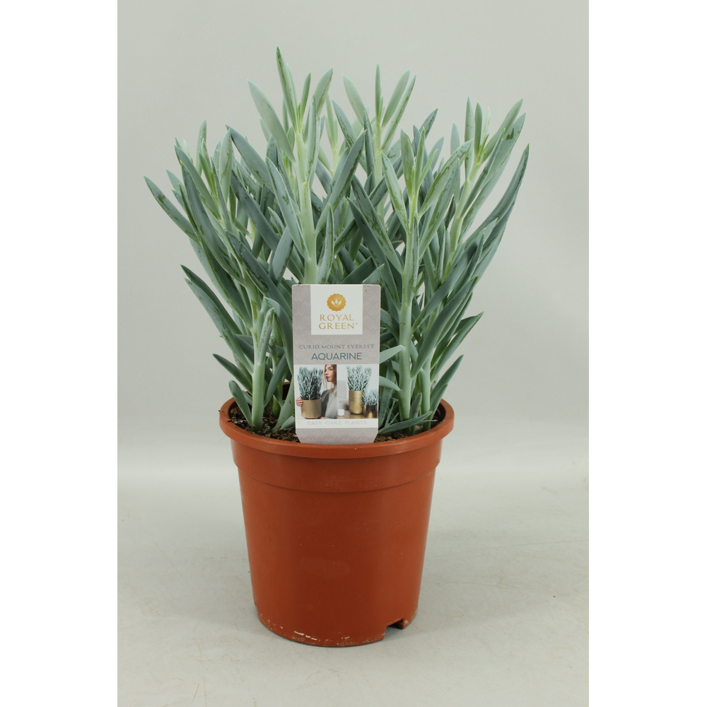 Curio mount everst 17cm.