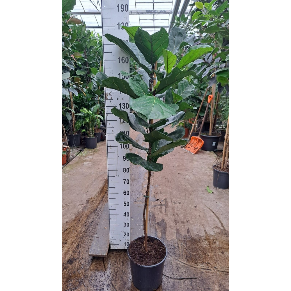 Ficus Lyrata stam 180.