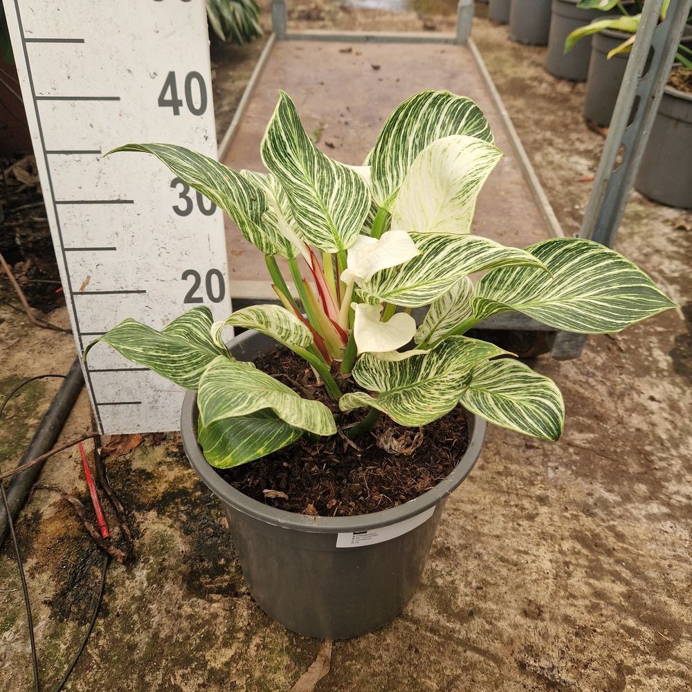 Philodendron Birkin.