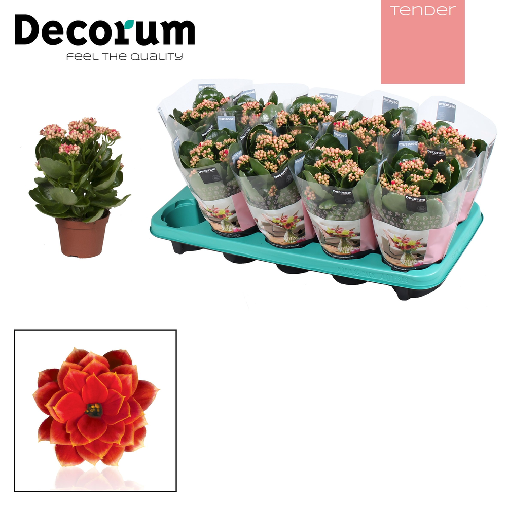 Kalanchoe Decorum TENDER - Serenity Red White.