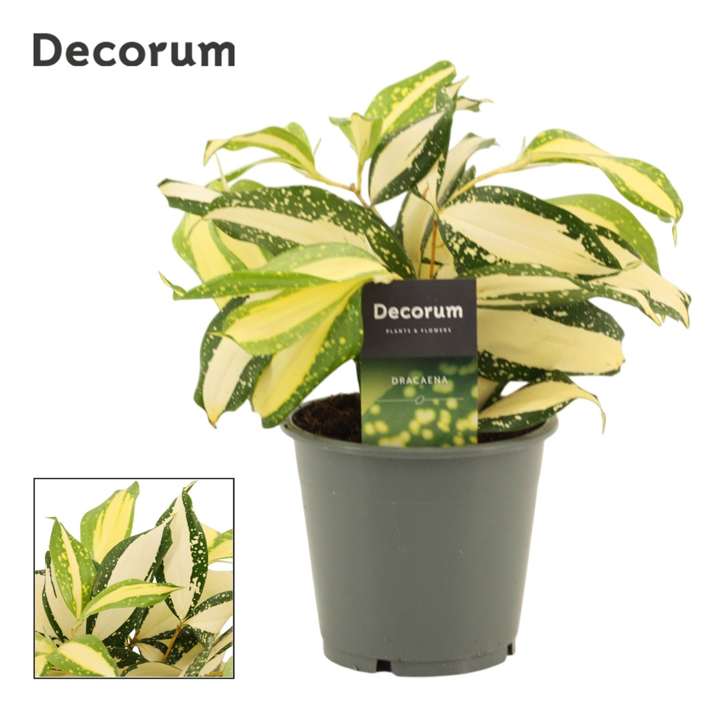 Dracaena Milky way 12 cm (Decorum).