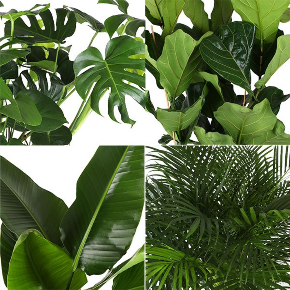 Groen Mix p35 (Air So Pure).
