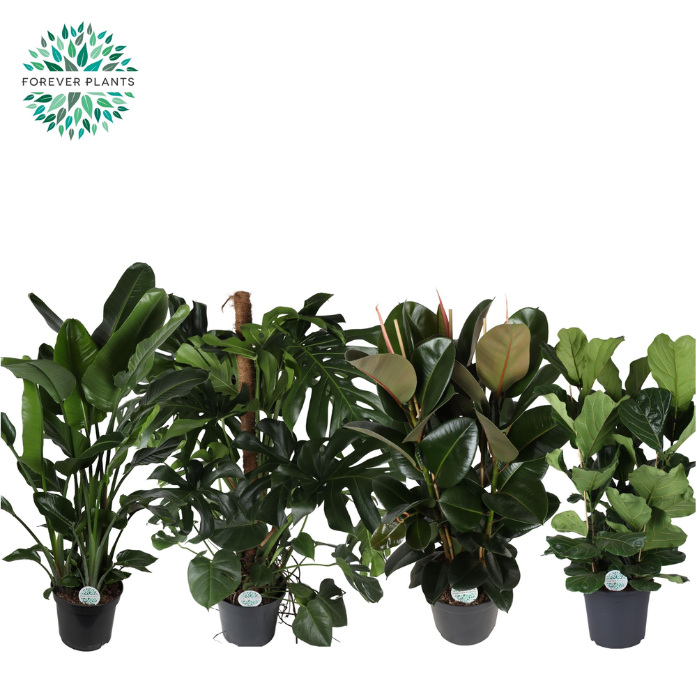 Groen Mix p35.