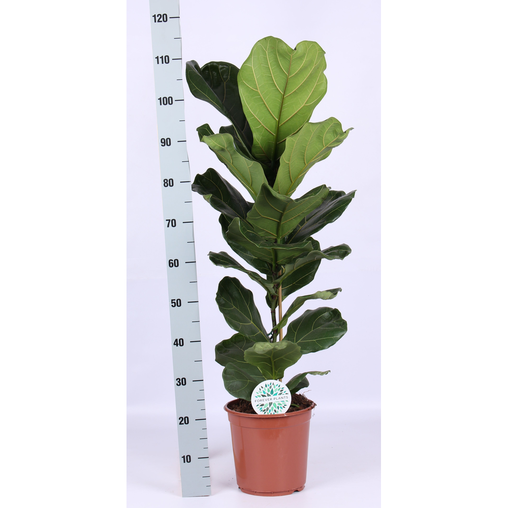 Ficus Lyrata, 1pp SOLO, p24.