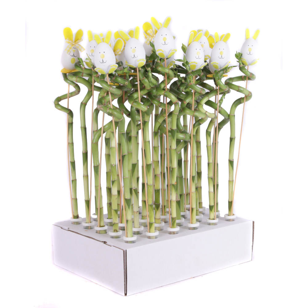 Lucky bamboo spiraal 45 cm in tube met paashaas ei.