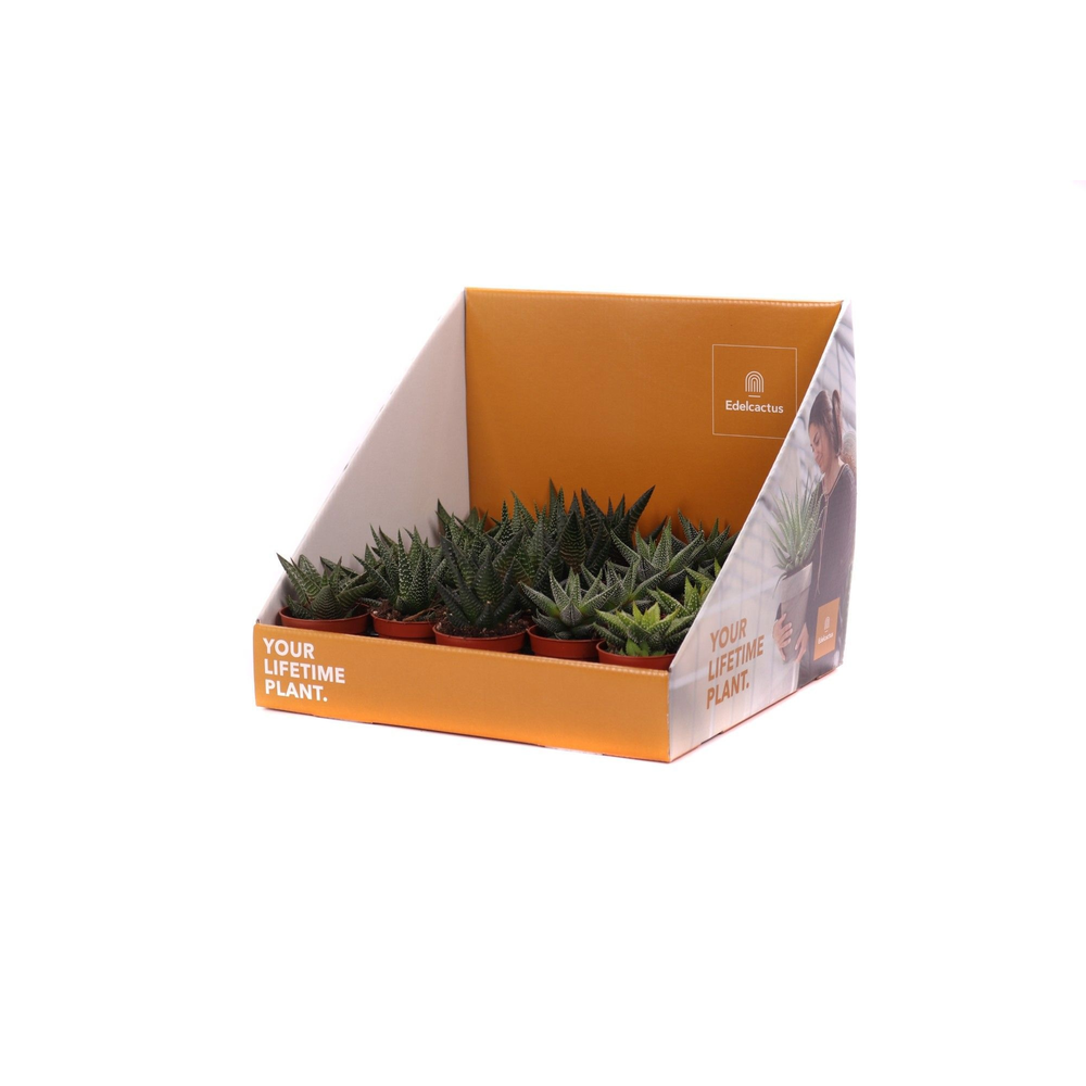 Haworthia mix 5,5 cm in showdoos your lifetime pla.