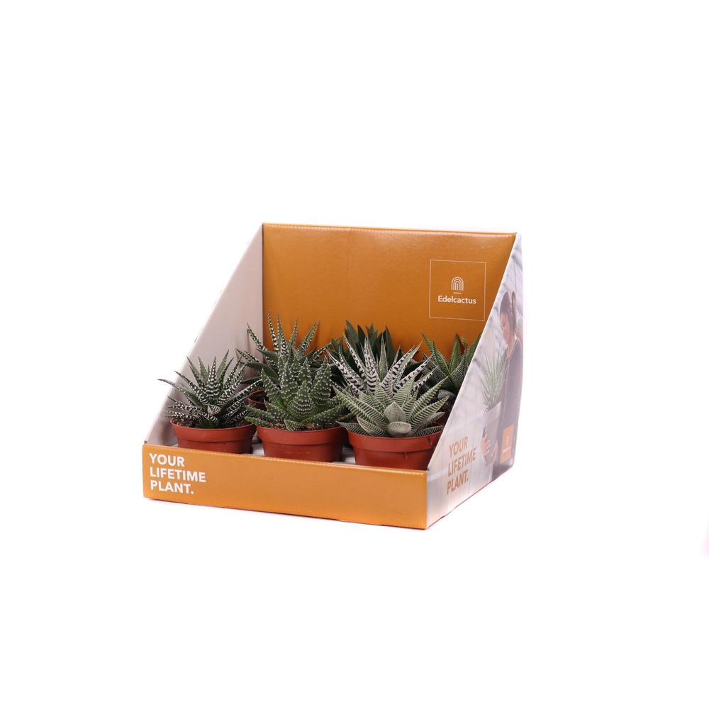Haworthia mix 8,5 cm in showdoos your lifetime pla.