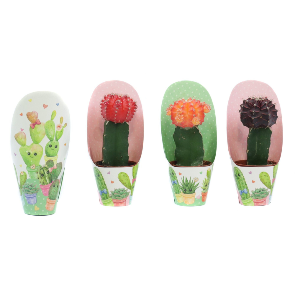 Cactus geent mix 5,5 cm in love potcover.