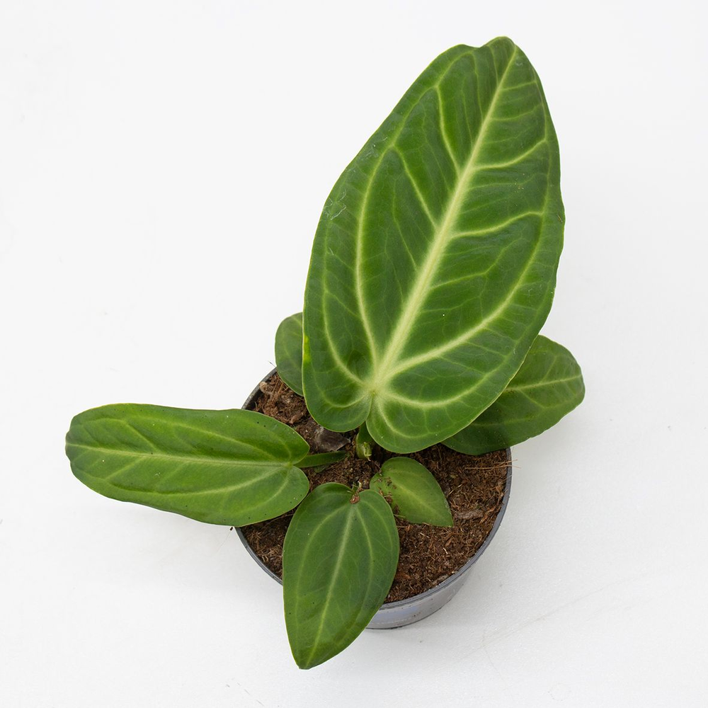 Botanische Anthurium - KARMA Villenaorum | 17 cm.