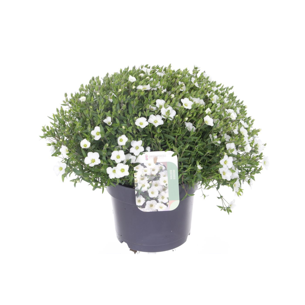 Arenaria montana Ronda White.