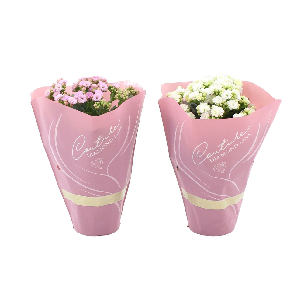 Kalanchoë 12 cm 2 color mix in Couture Diamond Lin.