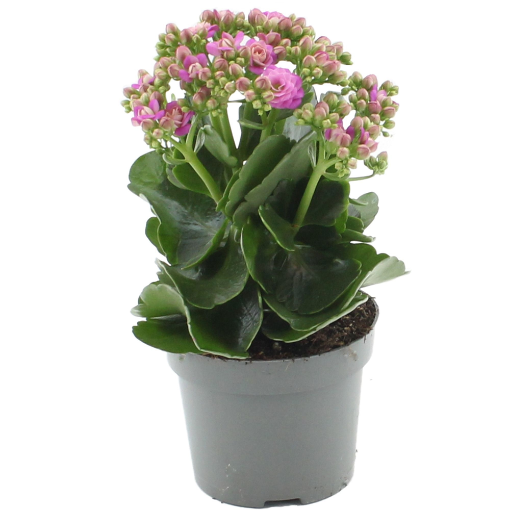 Kalanchoë 12 cm More Flowers Augusta in transparan.