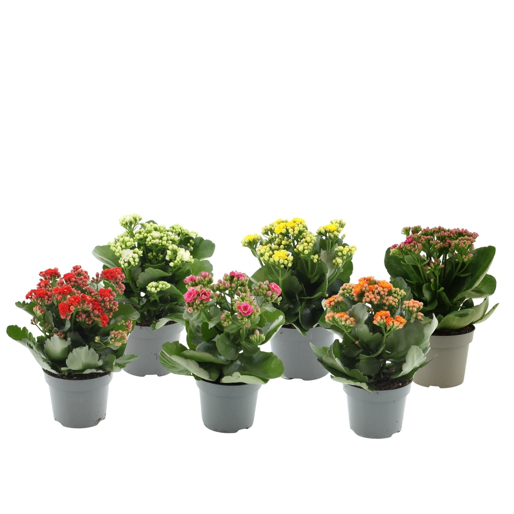 Kalanchoë 6 color mix without sleeve.