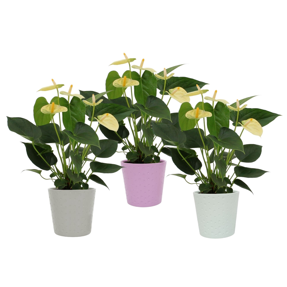 Anthurium Vanilla in Napels ceramics.