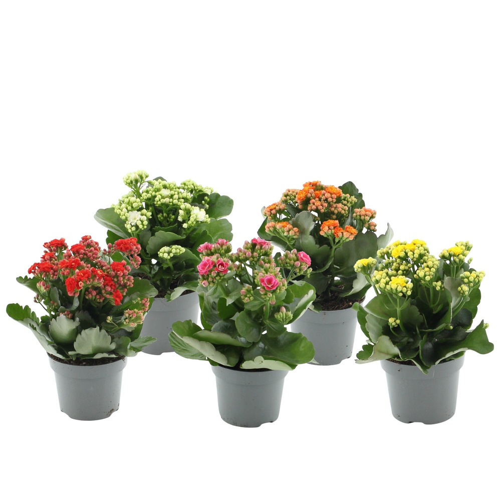 Kalanchoë 5 color mix without sleeve.