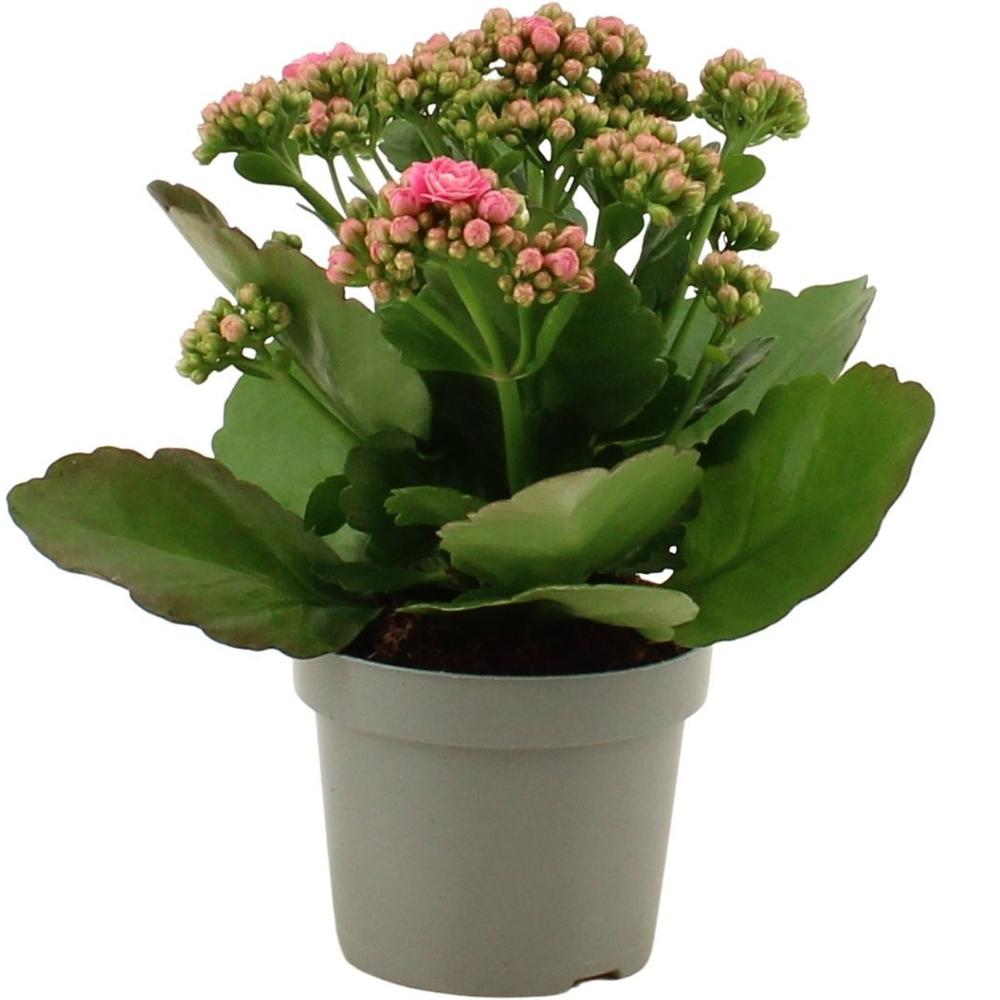 Kalanchoë Perfecta Pink Lips without sleeve.