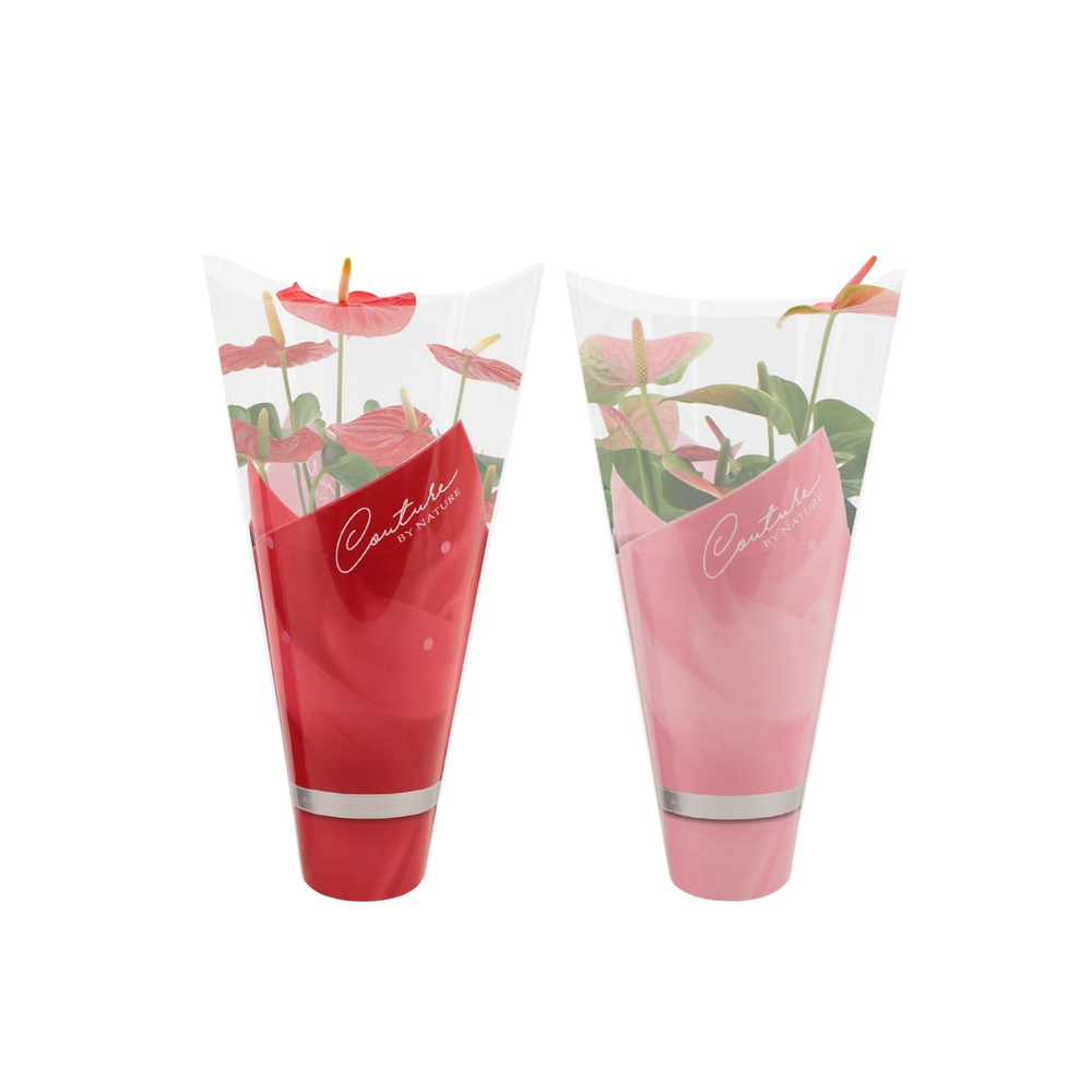 Anthurium red & pink mix in Couture sleeve.