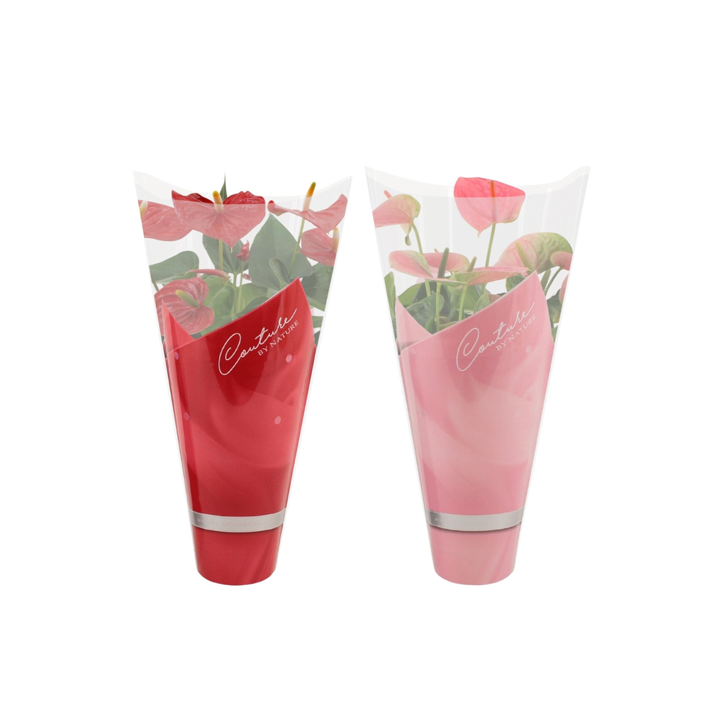 Anthurium red & pink mix in Couture sleeve.