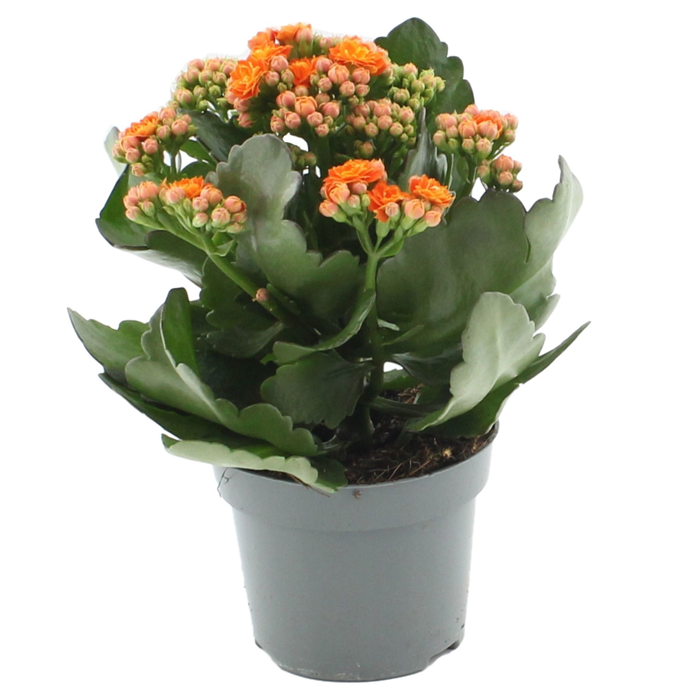 Kalanchoë 12 cm Perfecta Orange in transparant sle.