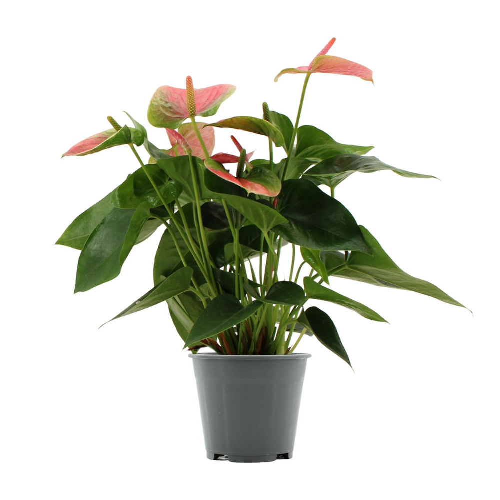 Anthurium Sweet Dream in Essentials sleeve.